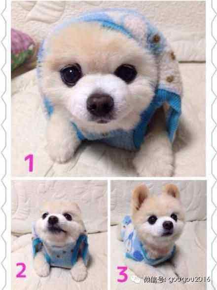 达人分享！俊介君是什么品种“一抹红尘”