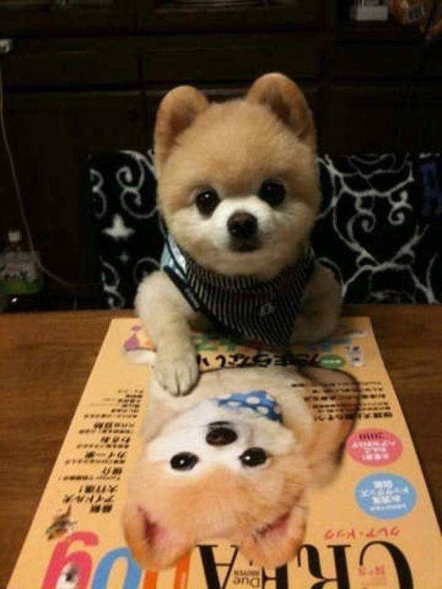 达人分享！俊介君是什么品种“一抹红尘”