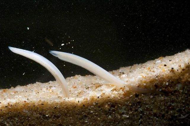 讲解！文昌鱼是鱼吗“桃红柳绿”