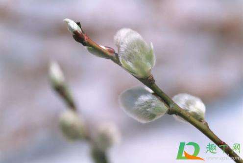 分析！躲春是什么意思怎么躲2021