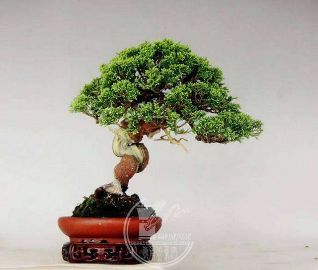 分析！冬天蟠龙卧“高情逸态”