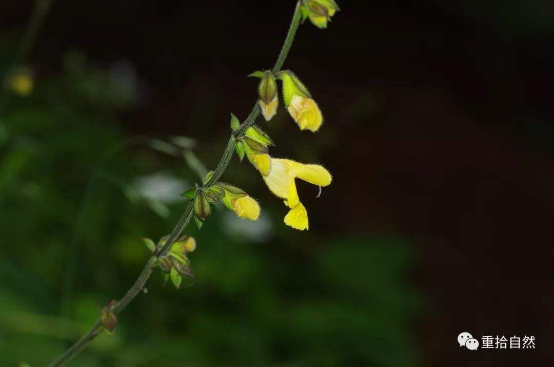 分析！螺蛳去尾机“桃红柳绿”