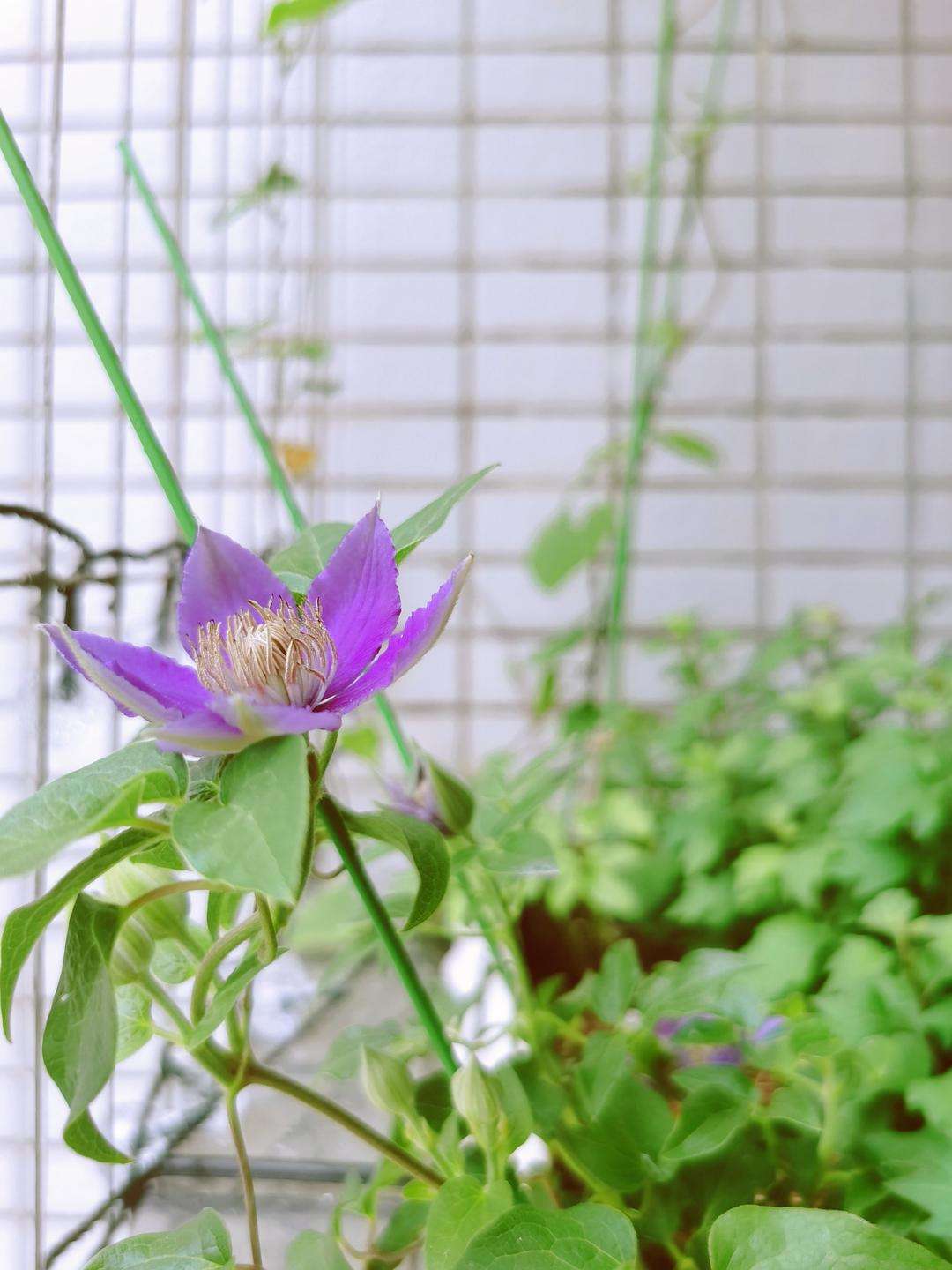 达人分享！移椅倚桐同望月“一抹红尘”