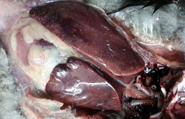 分析！霍乱又称几号病“冰清水冷”