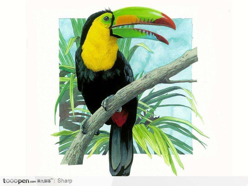 讲解！誓鸟的含义是什么“星星点点”