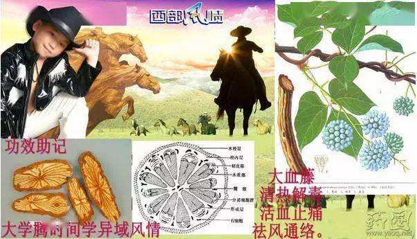 讲解！大血藤属“一抹红尘”