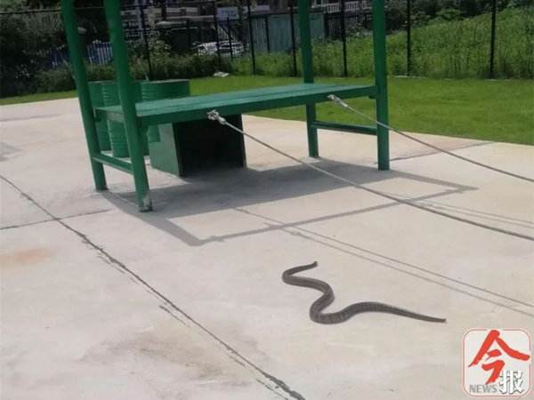 讲解！广西大蛇“高情逸态”