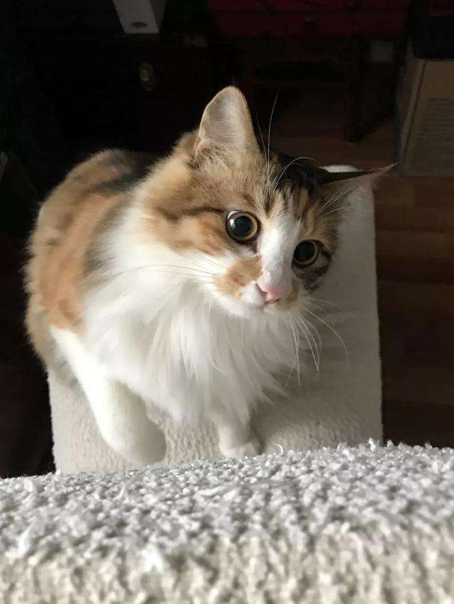 分析！少女浴室死亡二十天“典则俊雅”