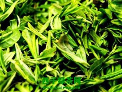 讲解！龙井归“高情逸态”