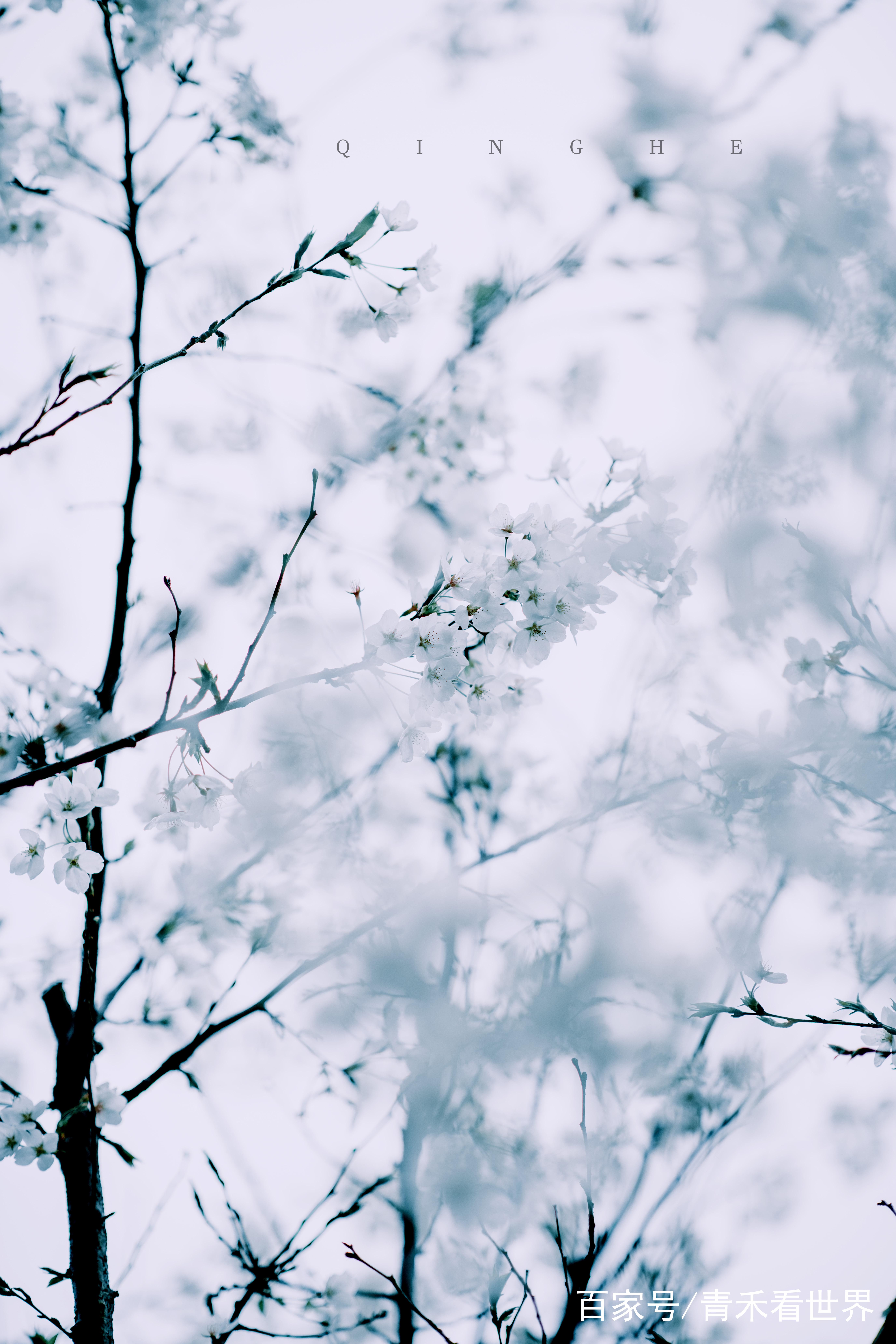 分析！忽如一夜春风来是什么季节“桃红柳绿”