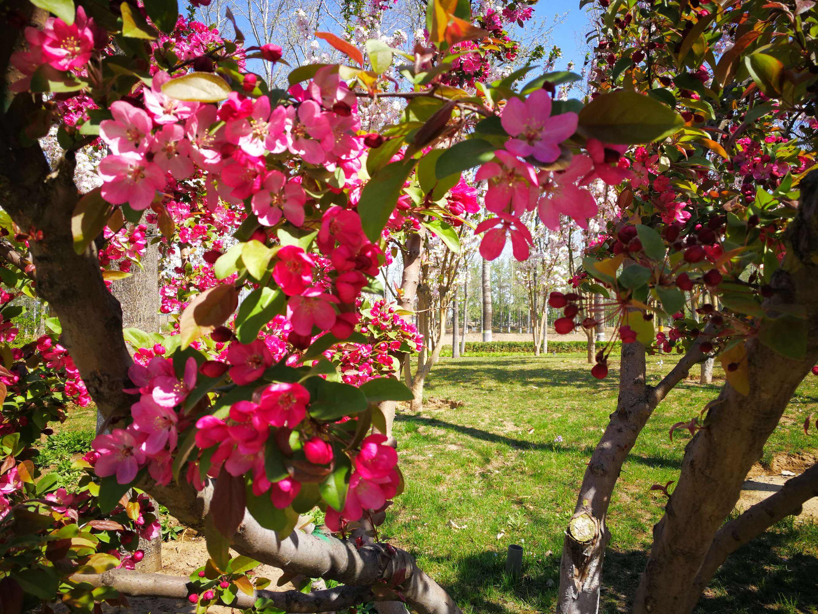 讲解！7寸照片尺寸大小“桃红柳绿”