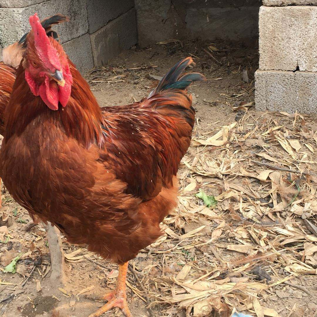 分析！如何在微信找到鸡“夏花依旧”