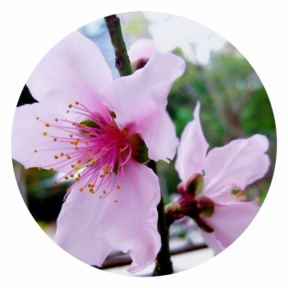 分析！1000毫秒“桃红柳绿”