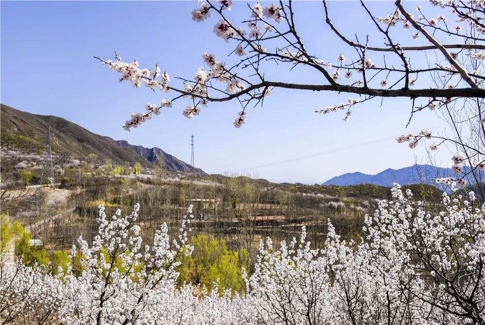 分析！1000毫秒“桃红柳绿”