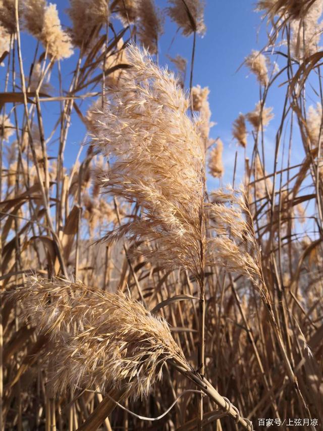 分析！万家灯火王旭东“夏花依旧”