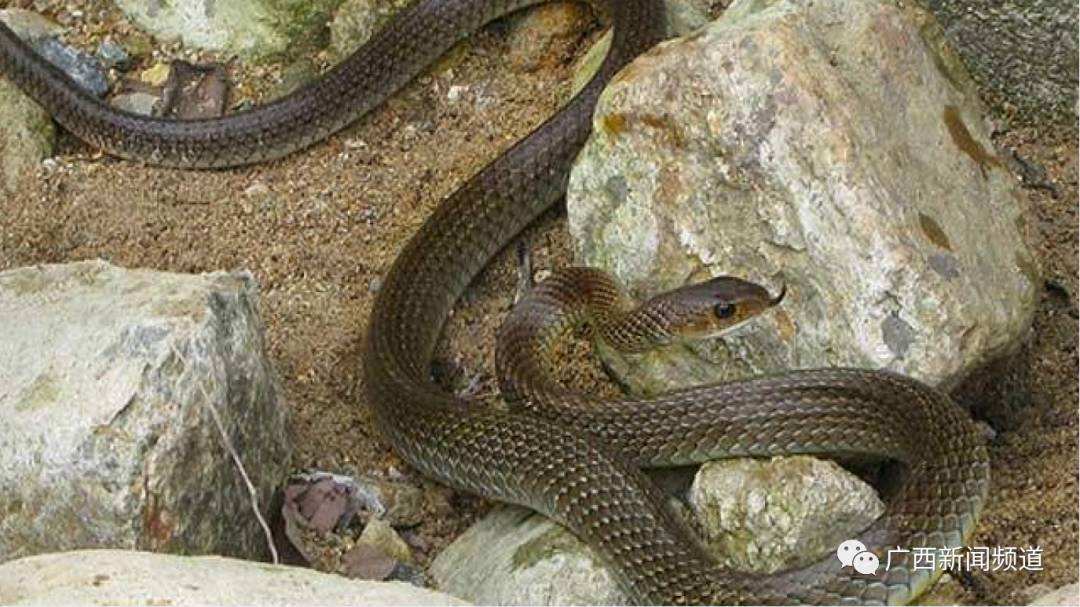 分析！广西桂平大蛇“冰清水冷”