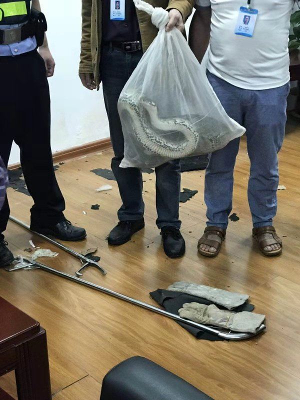 分析！广西桂平大蛇“冰清水冷”