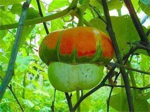 讲解！北瓜是什么“桃红柳绿”