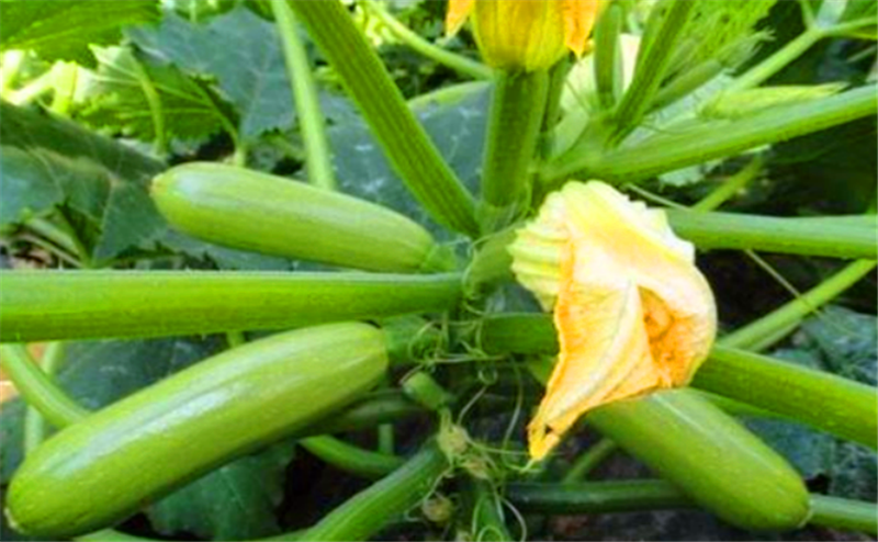 讲解！北瓜是什么“桃红柳绿”