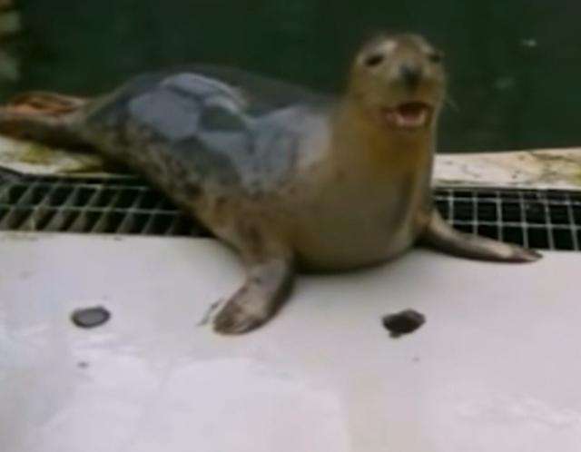 分析！请你恰恰英文版“星星点点”