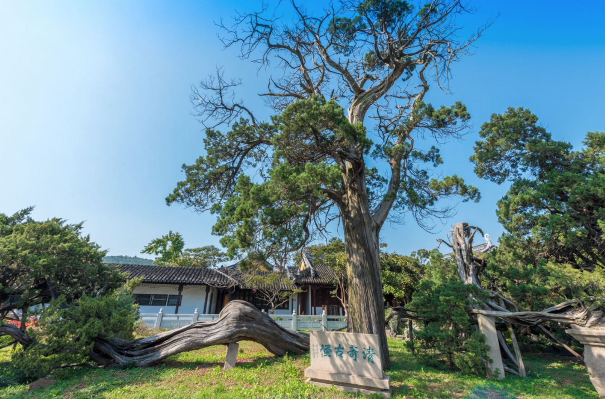 分析！请你恰恰英文版“星星点点”