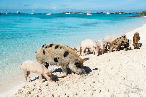 分析！怎么去巨兽岛“郢中白雪”
