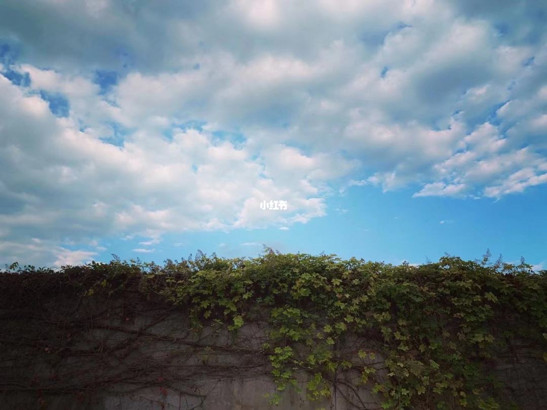 讲解！爬山虎吃肉吗“夏花依旧”