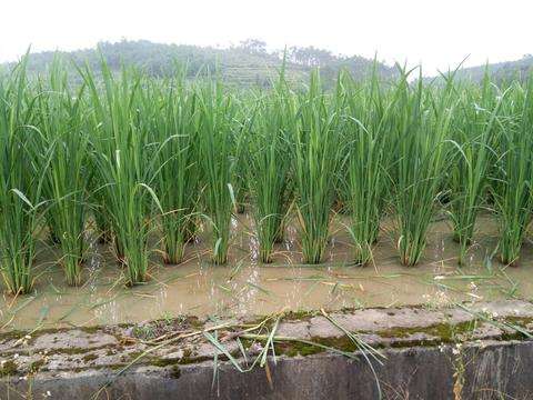 讲解！爬山虎吃肉吗“夏花依旧”