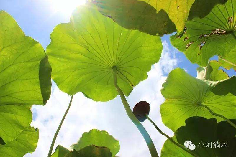 分析！世卫组织紧急会议“一抹红尘”