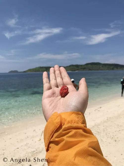 分析！怎么去巨兽岛“典则俊雅”