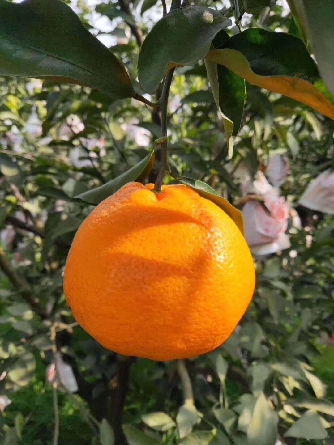 详情！百子湾为什么都是鸡“纯一不杂”