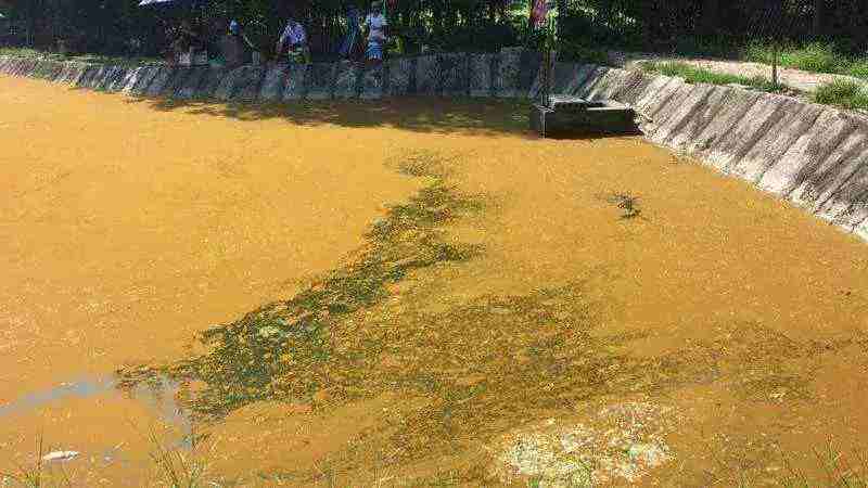 分析！怎样消除鱼塘的铁锈水“空谷幽兰”