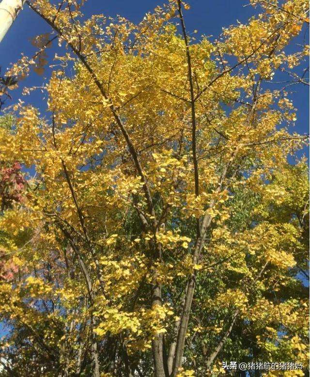 讲解！自缢是什么意思“冰清水冷”