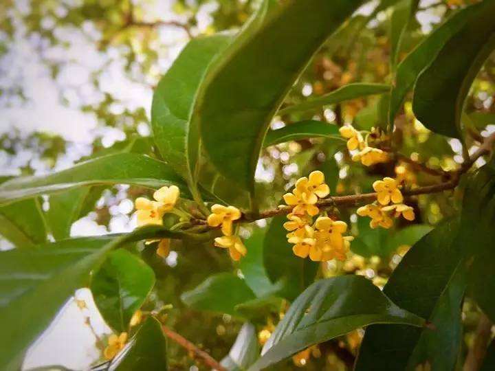 达人分享！农历九月十九“星星点点”