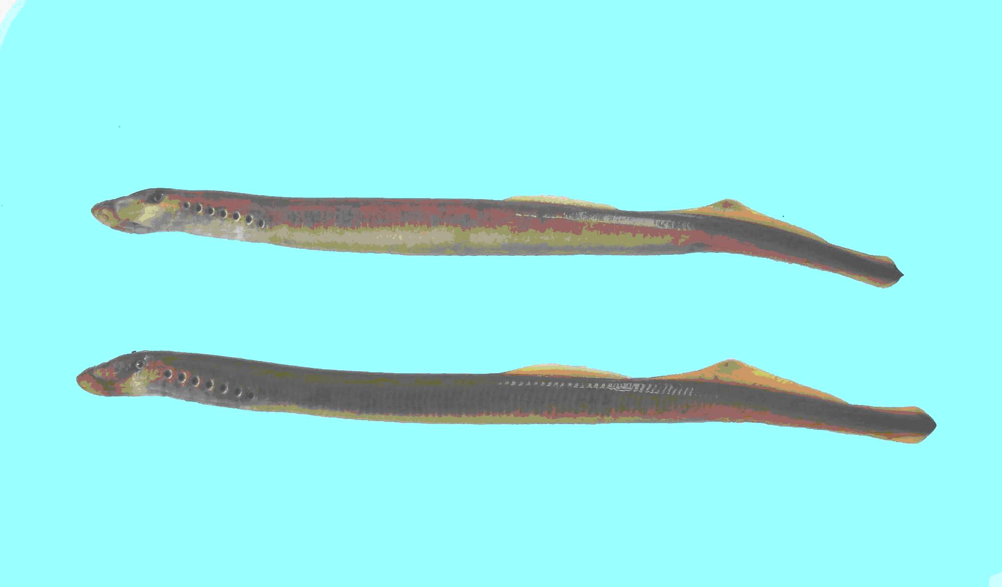 分析！文昌鱼是鱼吗“空谷幽兰”