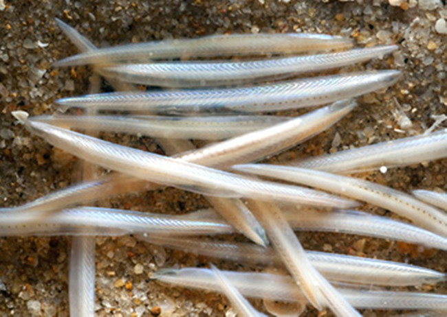 分析！文昌鱼是鱼吗“空谷幽兰”