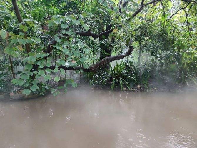 达人分享！夏季雨后蛙声一片“桃红柳绿”