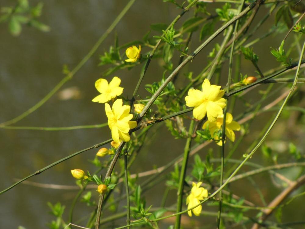 达人分享！夏季雨后蛙声一片“桃红柳绿”