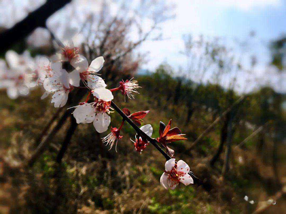 分析！8ka“桃红柳绿”