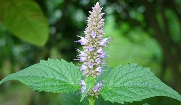 达人分享！梵怎么读“空谷幽兰”