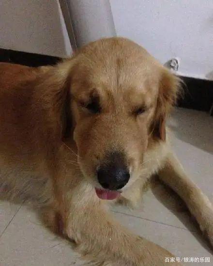 分析！dnf宠物金毛球“一抹红尘”