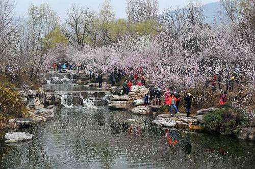 分析！一本万利植物“桃红柳绿”