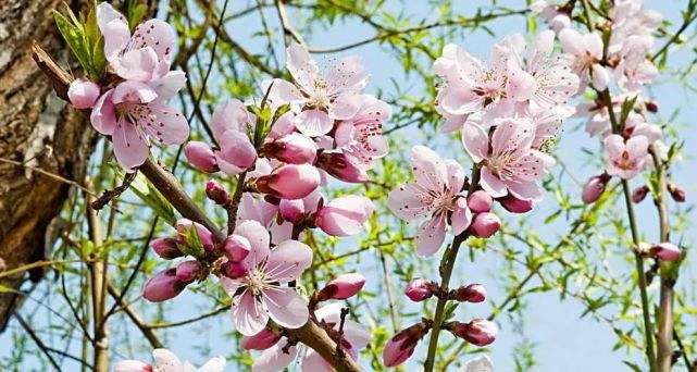 达人分享！飞叠杯玩法“桃红柳绿”