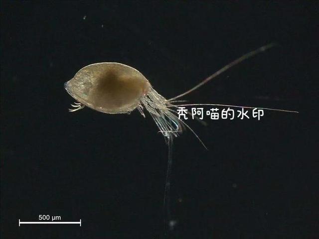 达人分享！曾海潮是谁“星星点点”