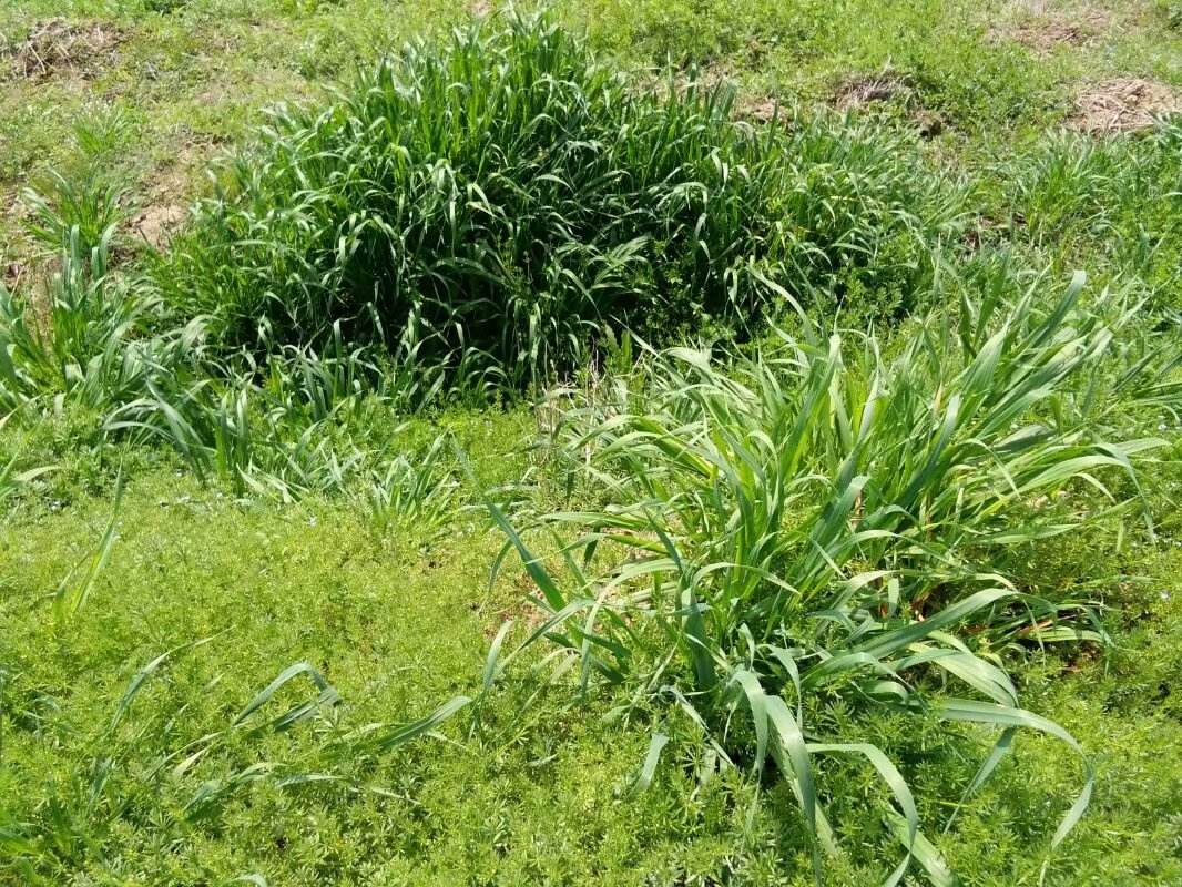 达人分享！挖出大蛇“郢中白雪”