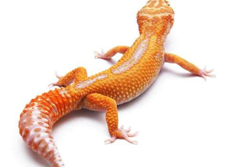 达人分享！动物的尾巴像什么“郢中白雪”