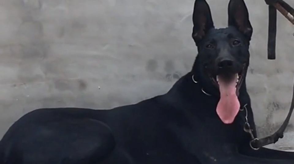 分析！狼狗训练“郢中白雪”