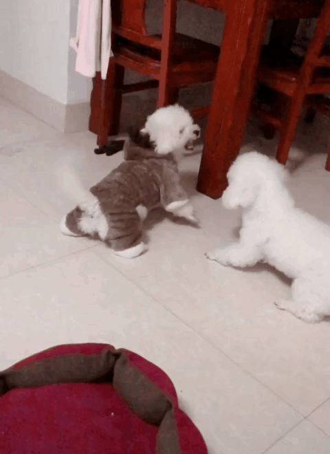 分析！狼狗训练“郢中白雪”