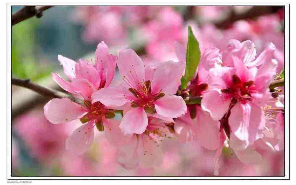 讲解！萌芽电子刊“桃红柳绿”