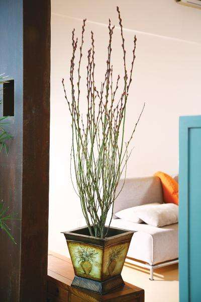 分析！一本万利植物“一抹红尘”